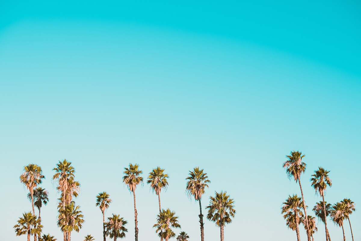 tree green-and-brown palm trees under clear blue sky tropical